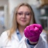 pink-gloved research holding wound patch 