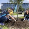 ion trees aramco world cup