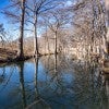 A photo of the guadalupe river and cypress trees lining it 