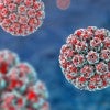 A stock image of human papillomavirus.  