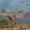 Two rangy wolves stand on a rocky outcropping. A bird flies above them. 