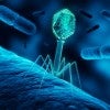 Stock image of a bacteriophage infecting bacterium.  