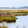 Stock photo of coastal wetlands. 