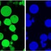 Confocal microscopy images of peptide-loaded gelatin microparticles showing gelatin autofluorescence (green, left) and fluorescently labeled peptide (blue, right).  