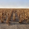 stock image of crops in a drought
