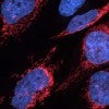 Microscopic view of human heart muscle cells against a dark background, showing cell nuclei stained bright blue surrounded by intricate networks of mitochondria highlighted in vivid red. 