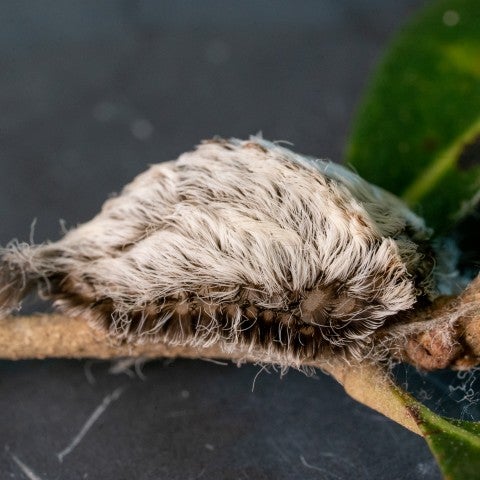Asp caterpillar